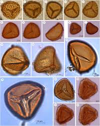 Image result for Blepharis swaziensis