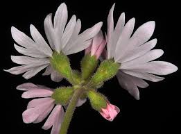 Image result for Eriosema parviflorum