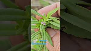 Image result for Bacopa hamiltoniana