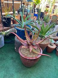 Image result for Aloe cameronii × christianii