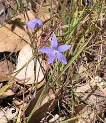 Image result for Wahlenbergia banksiana