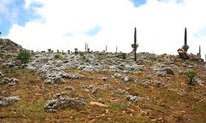 Image result for Peddiea rapaneoides