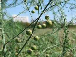 Image result for Asparagus migeodii