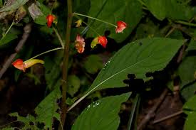 Image result for Impatiens gomphophylla
