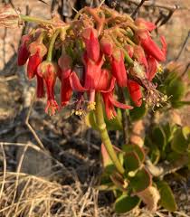 Image result for Cotyledon barbeyi