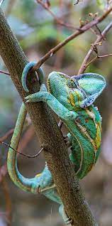 Pin By Amy Schmidt On Nature Animals Animals Beautiful Animals Reptiles And Amphibians