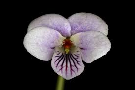 Image result for Viola eminii