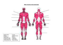 About 40% of your body weight is made the back is the most complex major muscular structure in the entire body. Muscles Worksheet Teaching Resources