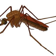 Mosquito Clipart Animated Mosquito Animated Transparent Free For Download On Webstockreview 2021 Choose from over a million free vectors, clipart graphics, vector art images, design templates, and illustrations created by artists worldwide! mosquito clipart animated mosquito