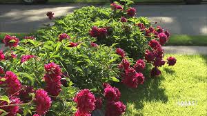 Shop perennials and a variety of lawn & garden products online at lowes.com. How To Stake Tall Perennials Youtube