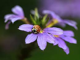 Image result for foto Vějířovka