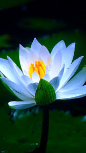 White Pond Flower Water Lily Bloom 720x1280 Wallpaper Purple Flowers Wallpaper Purple Flowers Water Lily