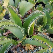 Image result for Kalanchoe daigremontiana