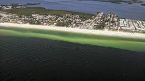 Captain segull's fish species identification charts of florida and gulf of mexico # fg504. A Year Ago Toxic Red Tide Took Over Florida S Gulf Coast What Would It Take To Stop It Next Time Nova Pbs Nova Pbs