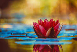 Hello, my loves in today's video we are going to be talking about the law of attraction and how it relates to islam. Is Manifesting Transcending God S Will A Muslim Perspective Diana Alghoul