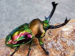 まるで宝石 世界一美しいクワガタ ニジイロクワガタ n カブトムシ クワガタ 昆虫 イラスト 昆虫アート