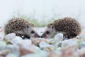 Hedgehogs Hedgehog Animal Animals Hedgehog