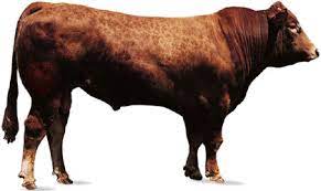 Limousin Breed Of Cattle Britannica
