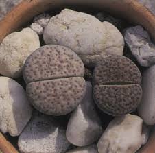 Check spelling or type a new query. Living Stones A Portrait Of A House Plant Howstuffworks