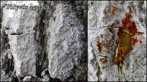 Image result for Agelaea