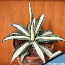 Image result for Agave americana