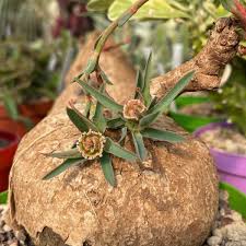Image result for Euphorbia