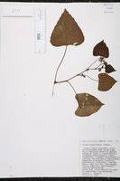 Image result for Panicum trichocladum