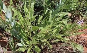 Image result for Cephalaria pungens