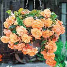 Shop Hanging Basket Begonia Collection Breck S
