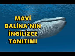 Mavi Balina Ingilizce Tanitimi Youtube