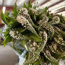 Image result for Lysimachia