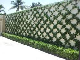 Jasmine On Wall Google Search Wall Climbing Plants Garden Wall Garden Vines