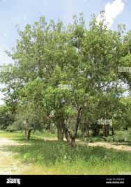 Image result for Albizia antunesiana