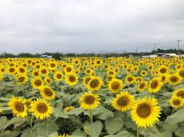 Maybe you would like to learn more about one of these? Japan Ryoukou Musim Panas Di Jepun Cuaca Musim Panas Facebook