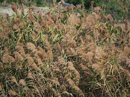 Image result for Phragmites