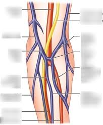 Learn ear anatomy with free interactive flashcards. Chapter 19 Intro To Clinical Nerves Veins Arteries Labeling Diagram Quizlet