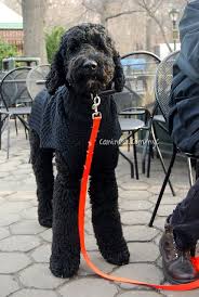 The goldendoodle is an affectionate and gentle dog that has gained popularity since he was first developed in 1990s. Short Black Goldendoodle Haircuts Novocom Top