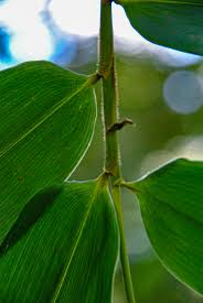 Image result for Oreobambos