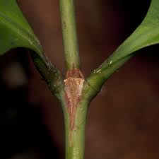 Image result for Ixora brachypoda