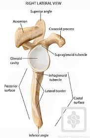 Comprising of numerous ligamentous and muscular structures, the only the joint capsule attaches proximal to the glenoid fossa and attaches further distally to the anatomical neck of the humerus. Bones Joints Of The Shoulder Shoulderdoc