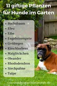 11 Giftige Pflanzen Fur Hunde Im Garten Mussen Sie Hier Aufpassen Giftige Pflanzen Pflanzen Giftpflanzen