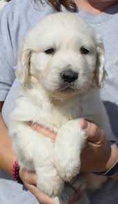 These two little stud muffins are in search of someone to spend this summer  with. Long walks and days playing in the water. They love treats and cold  water. In return they