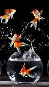 Download now gambar animasi gratis untuk presentasi microsoft office. 59 Ide Cupang Di 2021 Ikan Cupang Ikan Ikan Akuarium