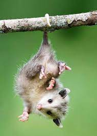 Pin On Marsupials