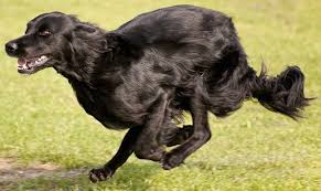 Image result for flat coated retrívr