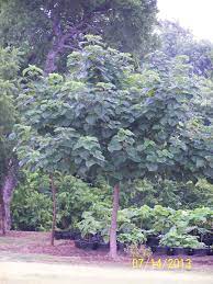 Fast Shade Farmette In Midlothian Texas Fast Growing Trees Poplar Fast Growing Trees Fast Growing Shade Trees Growing Tree