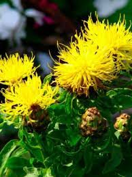 Centaurea Or Bachelor Buttons A Spreading Thug Or Lovely Plant Bachelor Buttons Easy Plants To Grow Plants