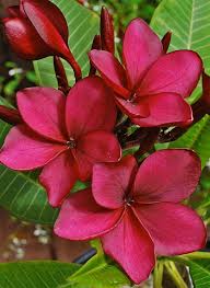 Kim S View Plumeria Flowers Flower Farm Beautiful Flowers