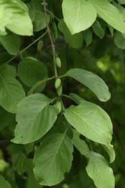 Image result for Berchemia discolor