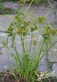 Image result for Cyperus glaucophyllus